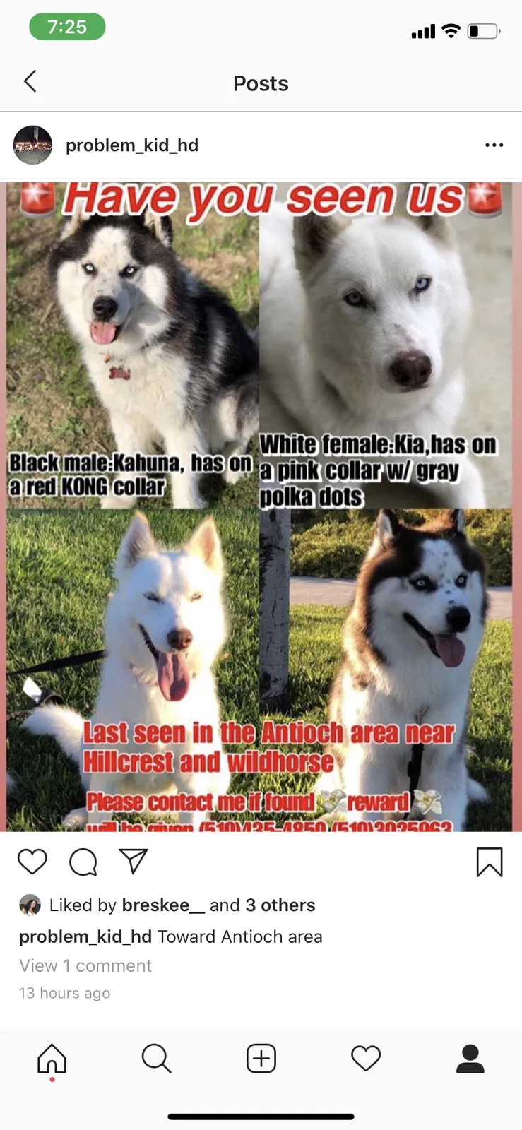 Lost dog in Antioch, CA, 94509