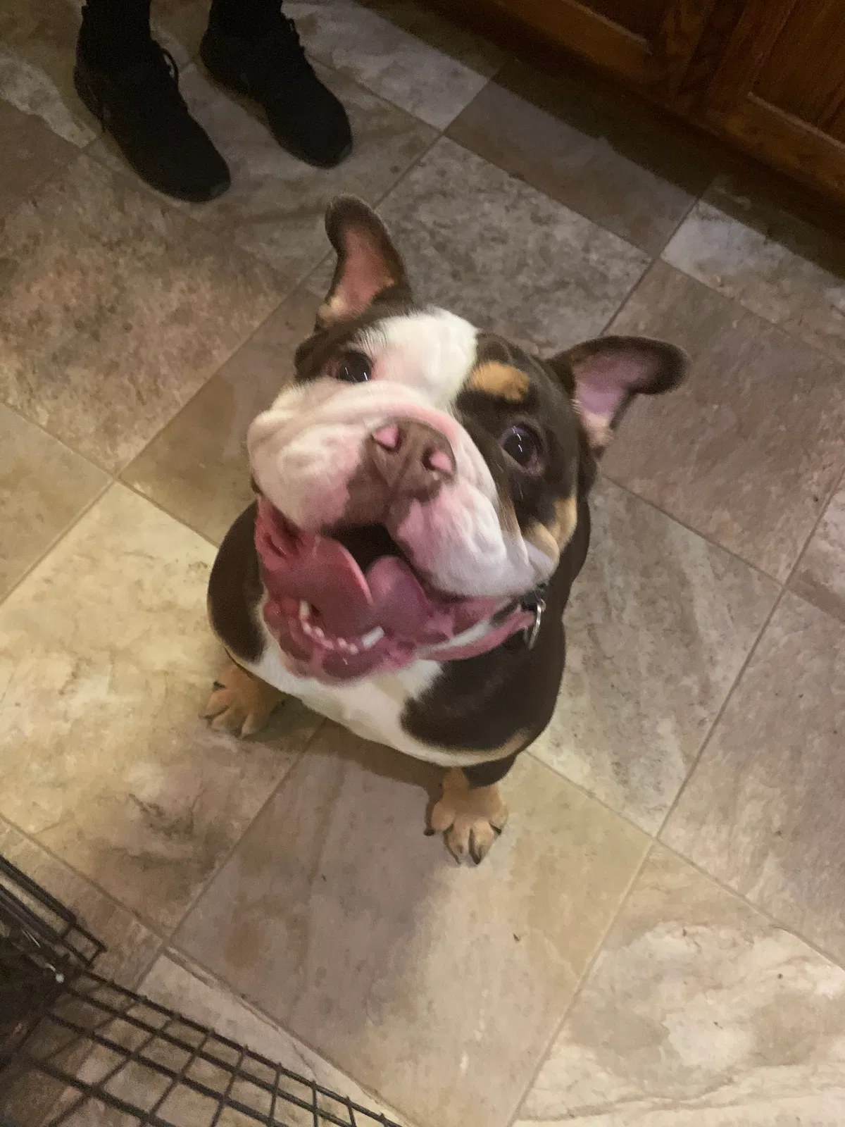 Lost dog in Gap, PA, 17527