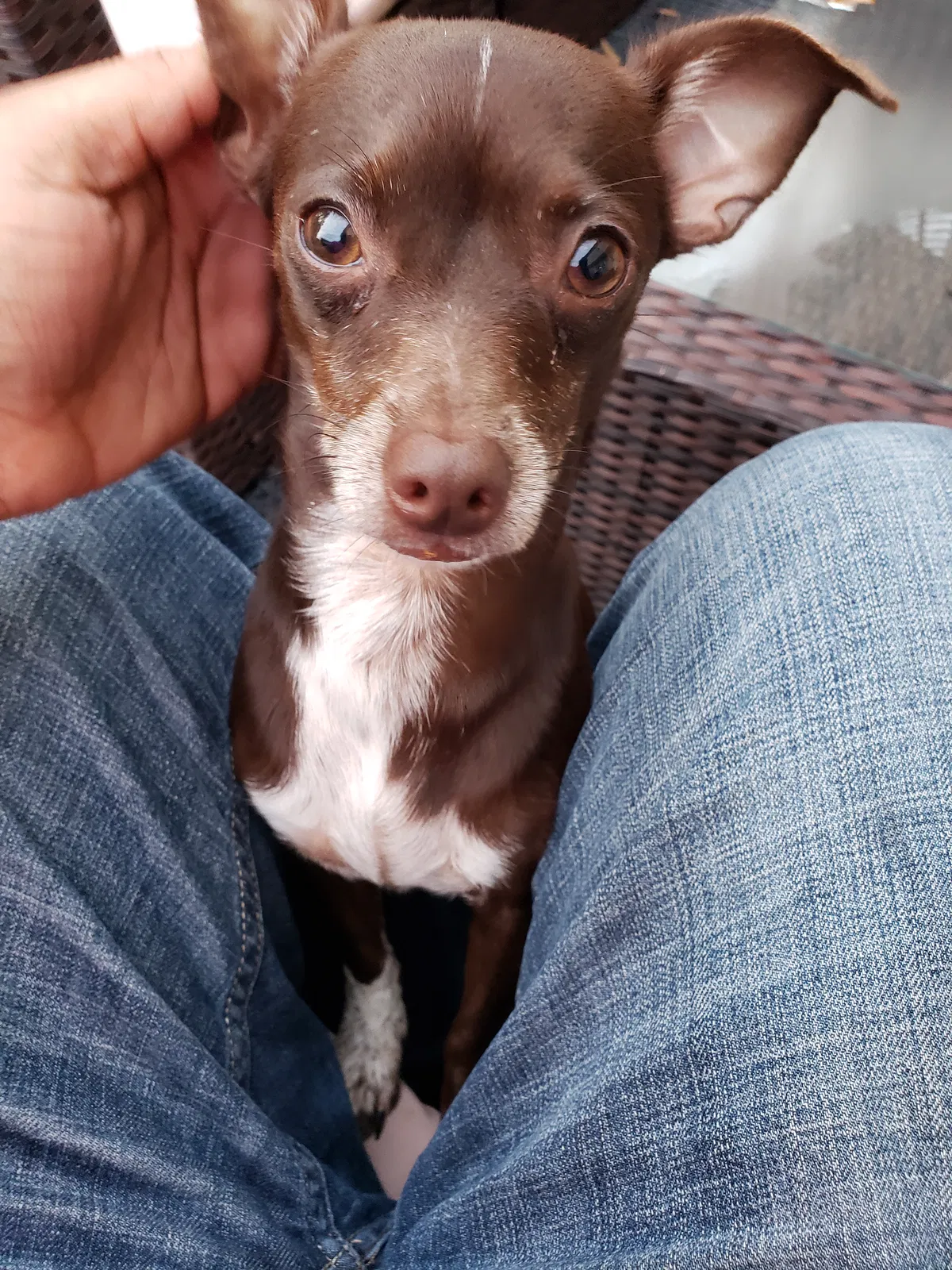 Lost dog in Fredericksburg, VA, 22408