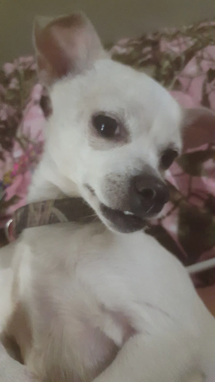 Lost dog in Beverly Hills, FL, 34465