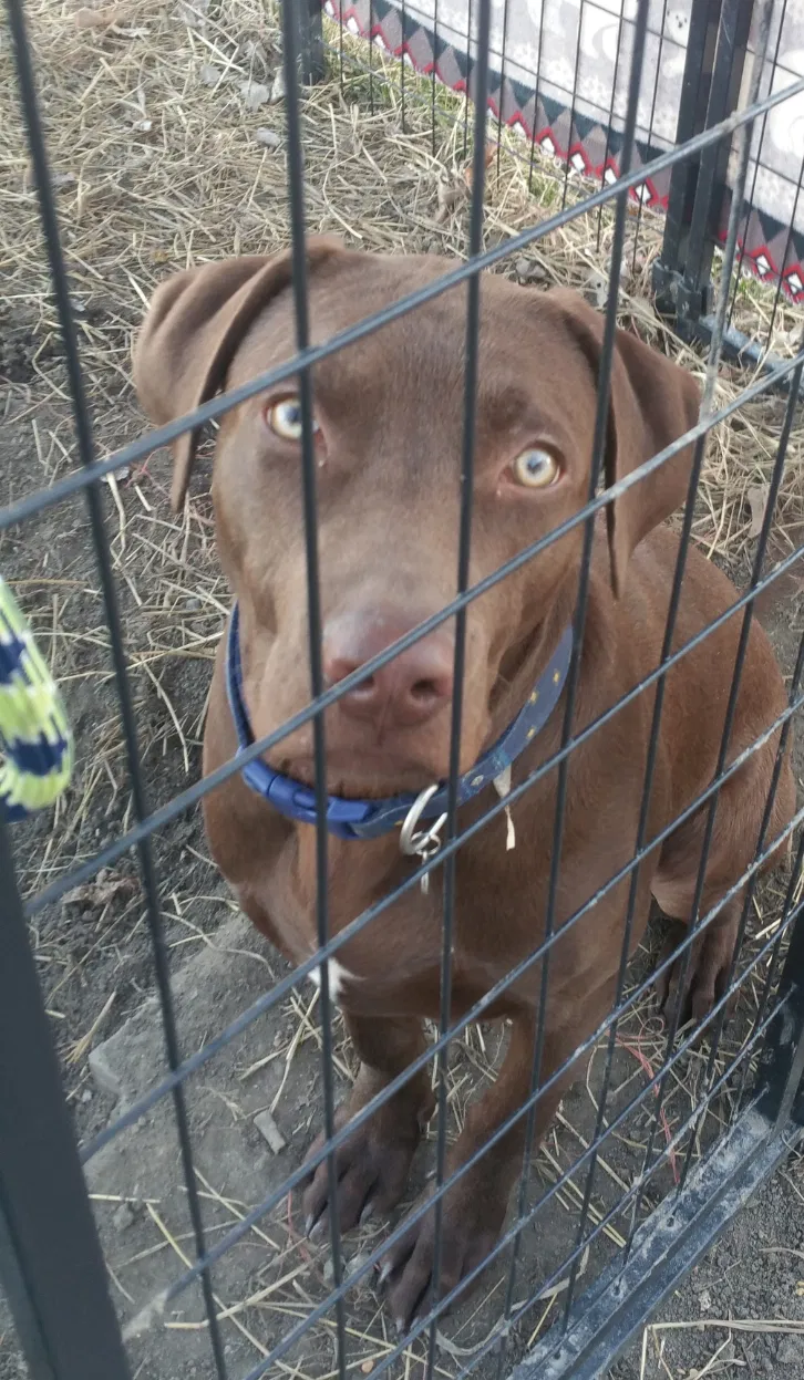 Lost dog in Holgate, OH, 43527