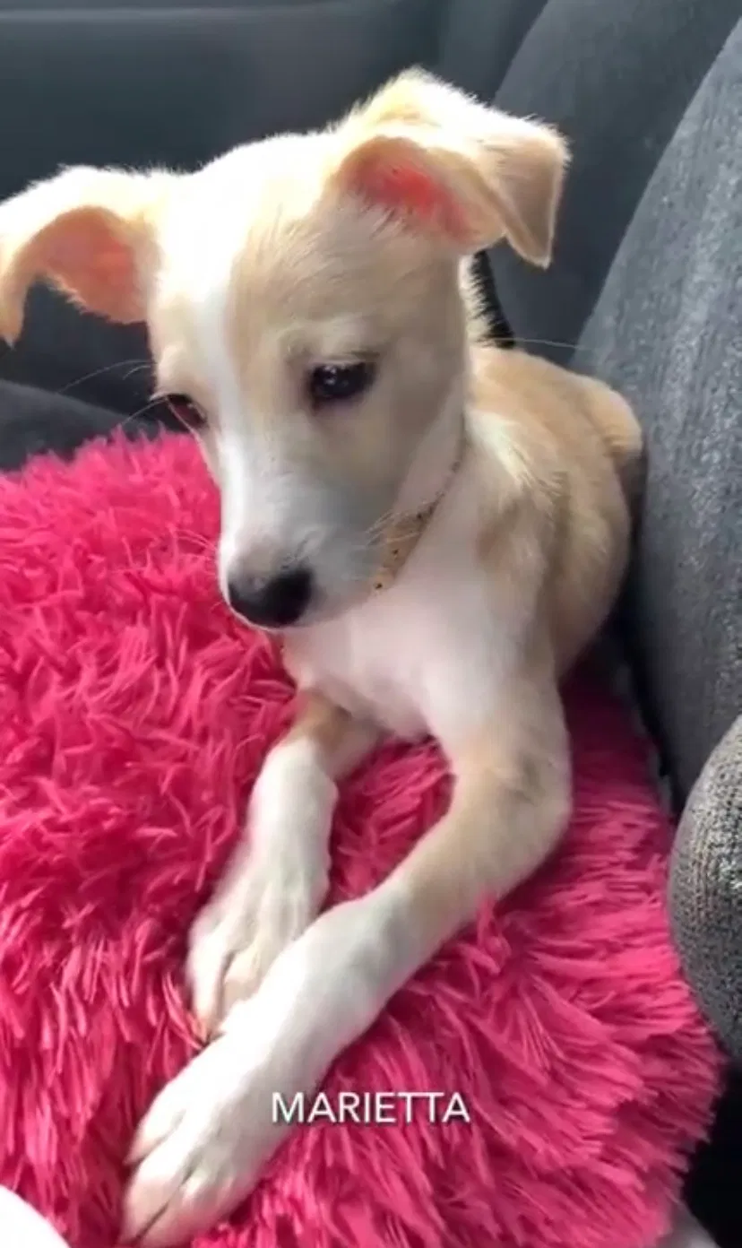 Lost dog in Marietta, GA, 30066
