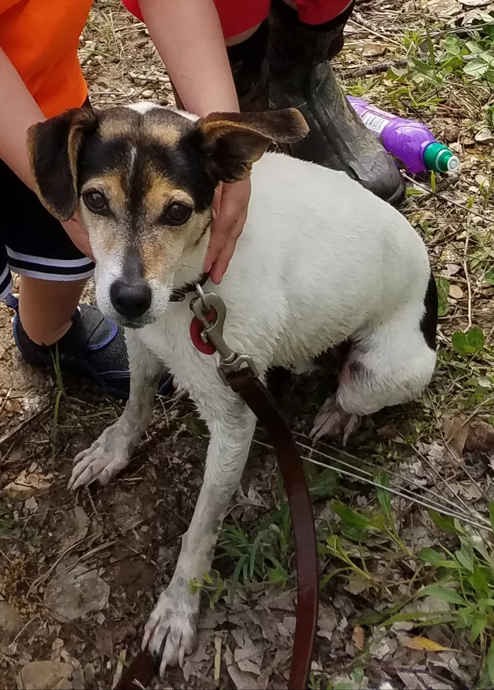 Lost dog in Everton, MO, 65646