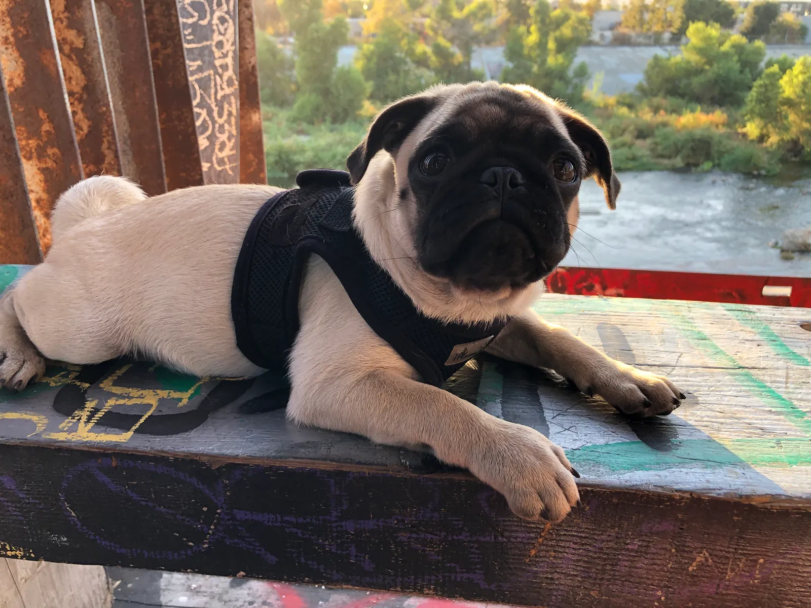 Lost dog in North Hills, CA, 91343