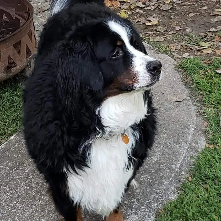 Lost dog in Kansas City, KS, 66102