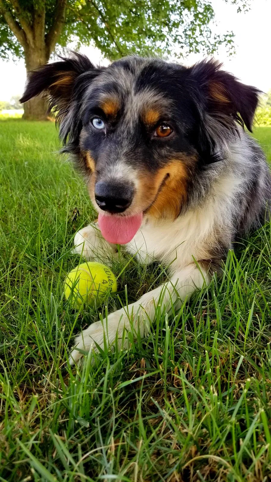 Lost dog in Paradise, PA, 17562