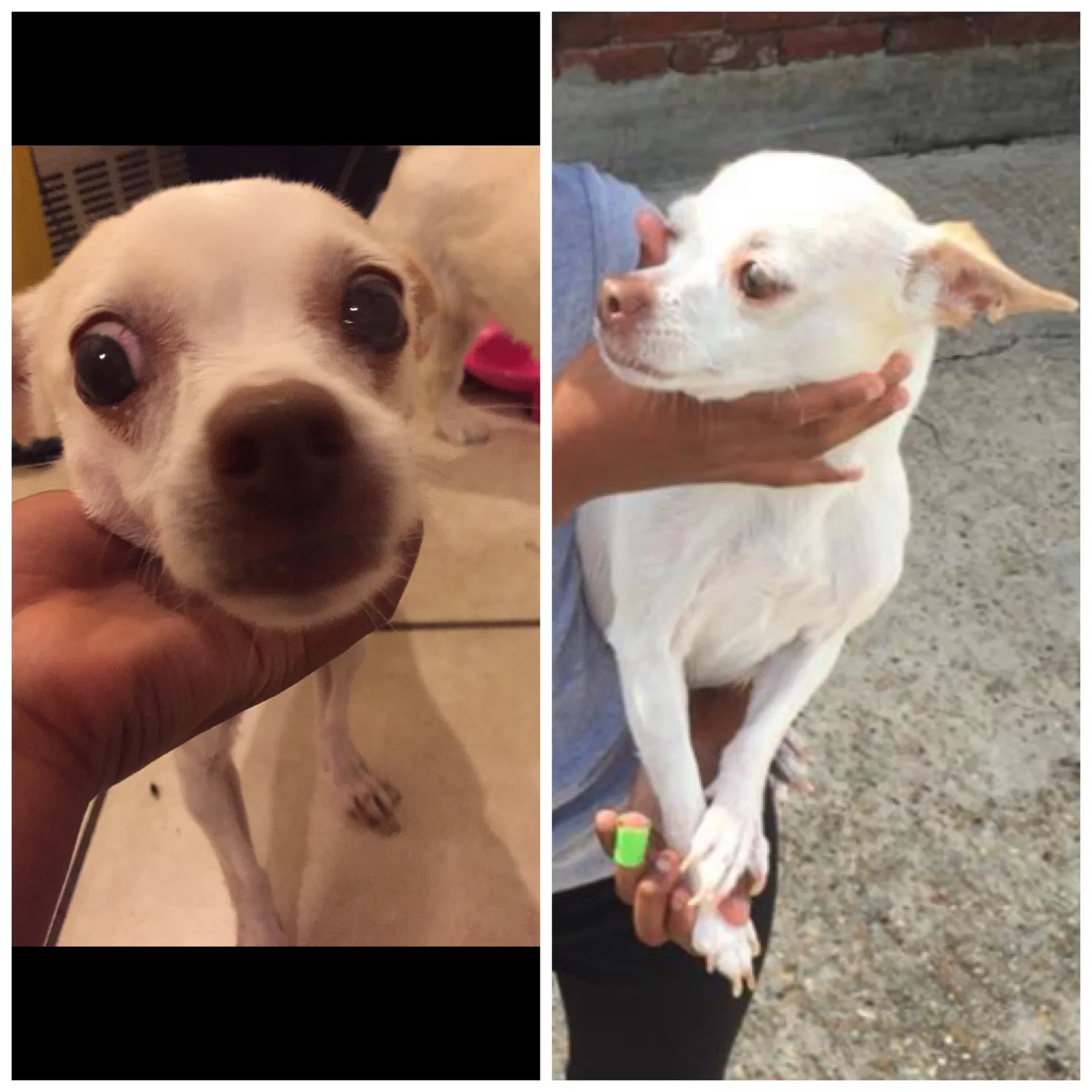 Lost dog in New Orleans, LA, 70118