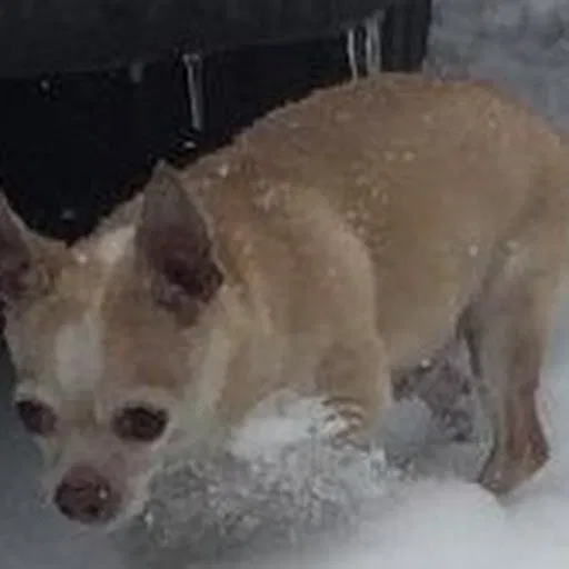 Lost dog in Bedford, VA, 24523