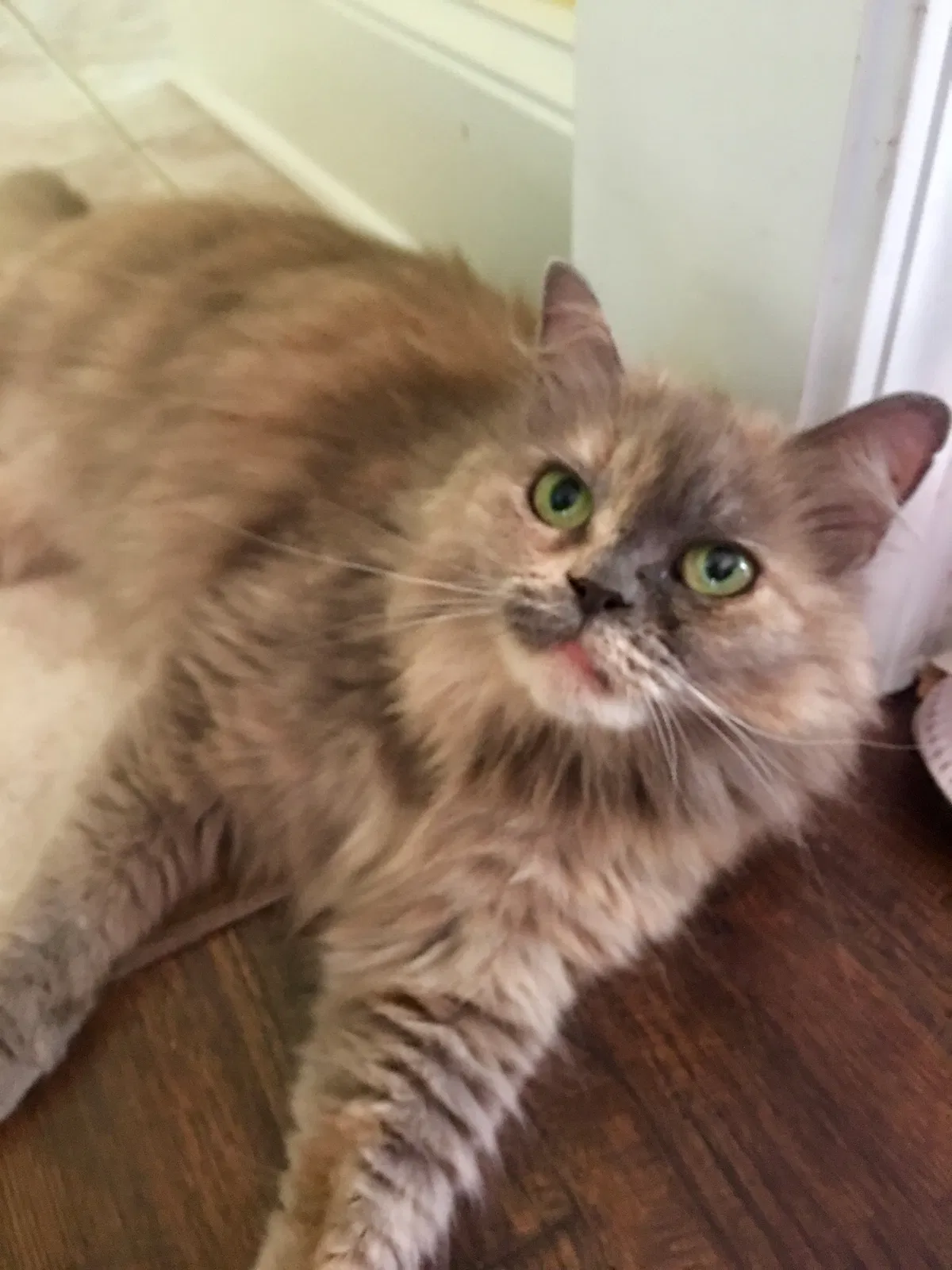 Lost cat in Snellville, GA, 30078