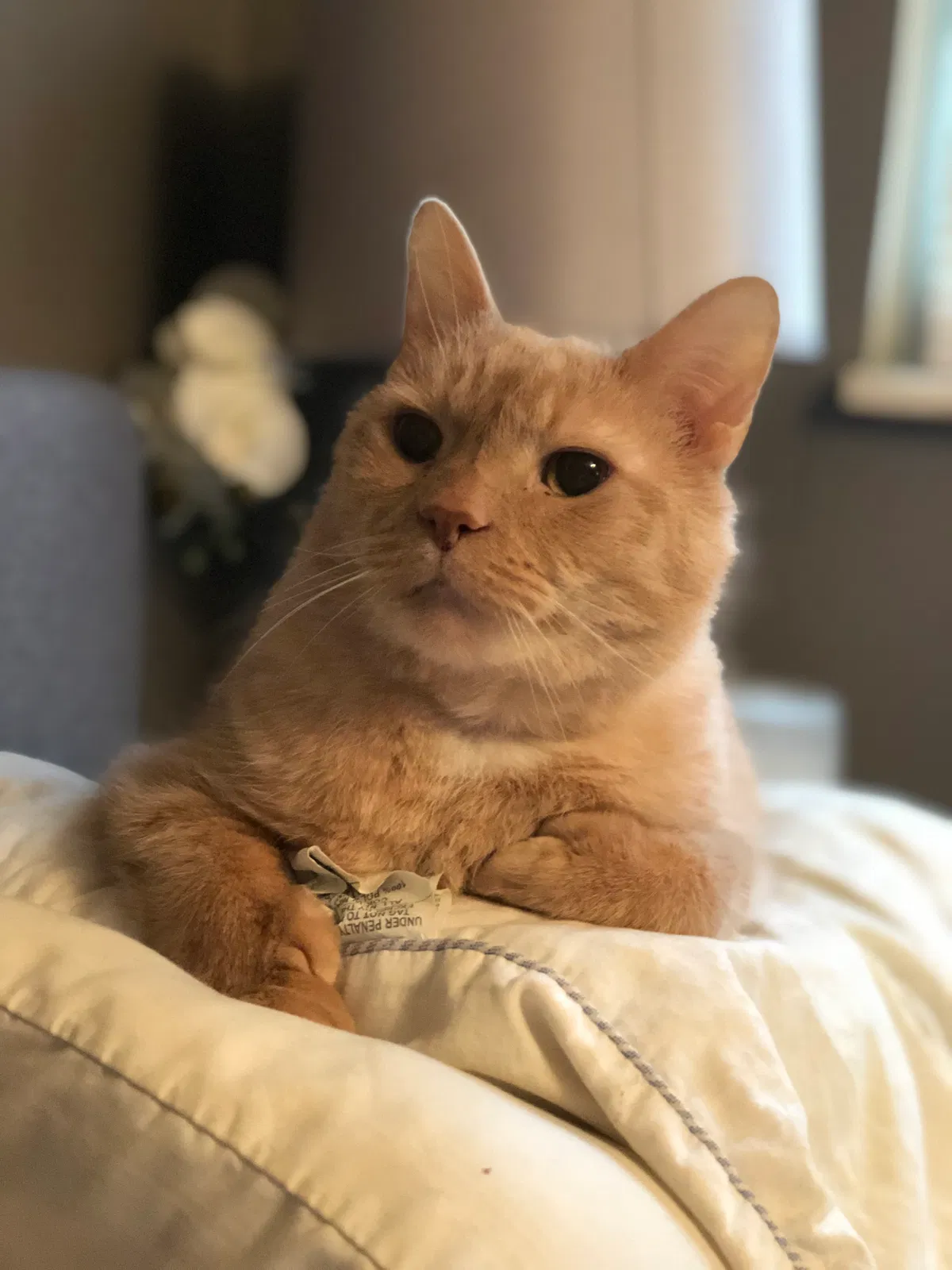 Lost cat in Groveport, OH, 43125
