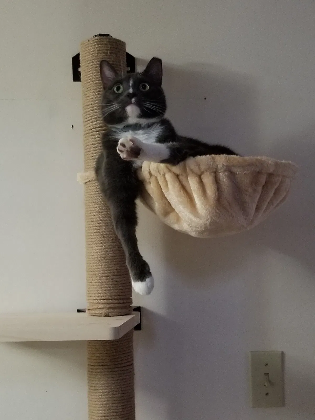 Lost cat in Elysburg, PA, 17824