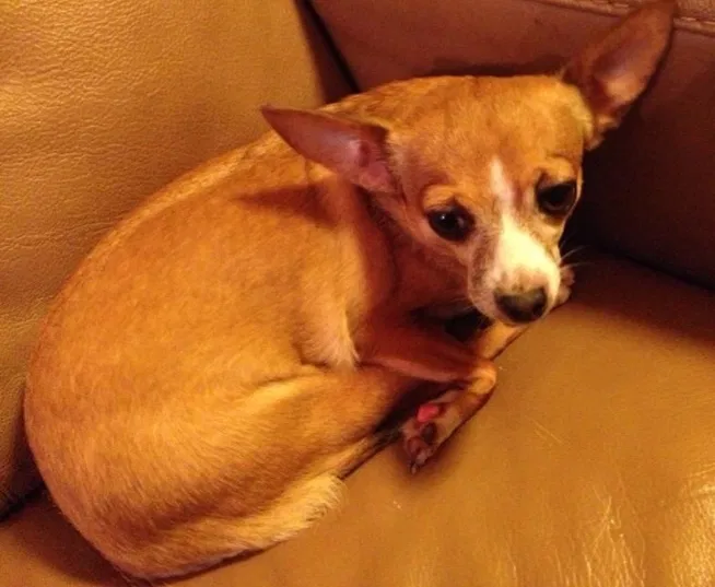Lost dog in Palm Bay, FL, 32907