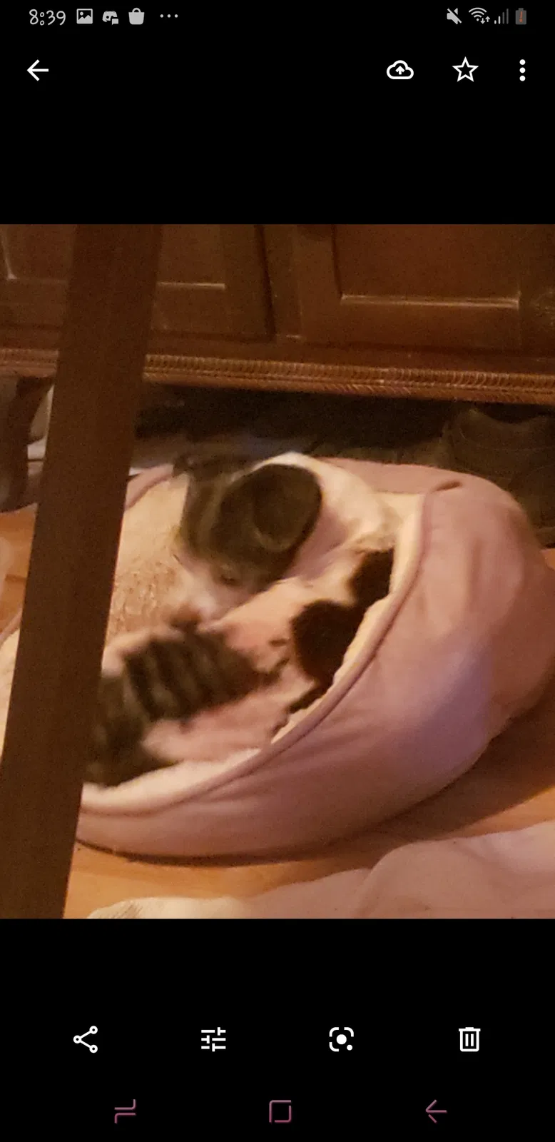 Lost dog in Concord, NC, 28025