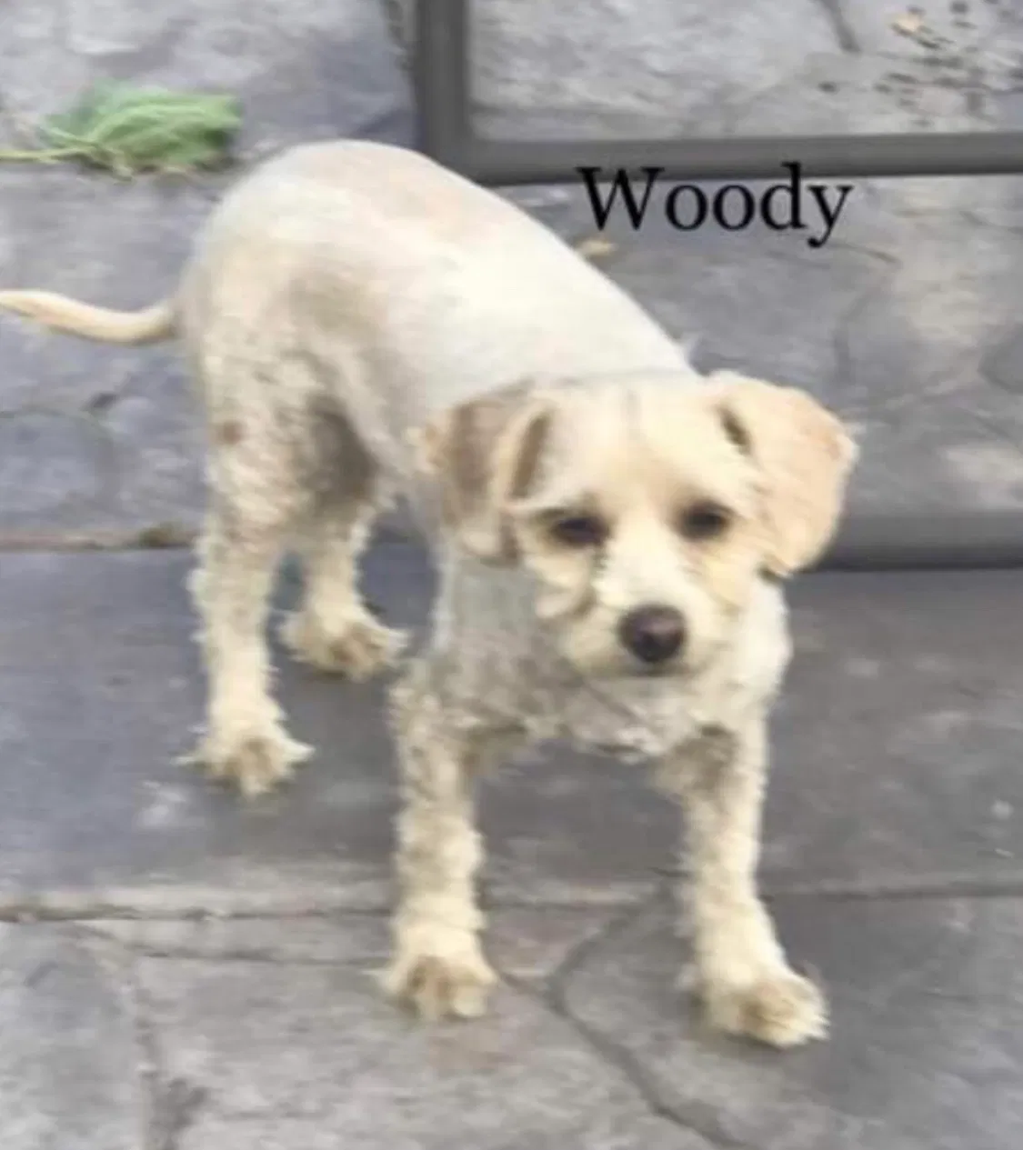 Lost dog in Alviso, CA, 95002
