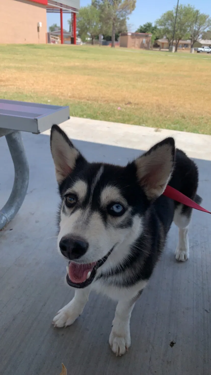Lost dog in Odessa, TX, 79761