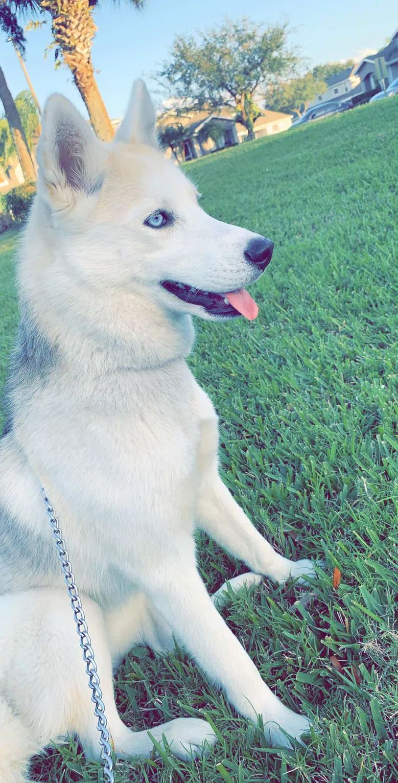 Lost dog in Orlando, FL, 32824