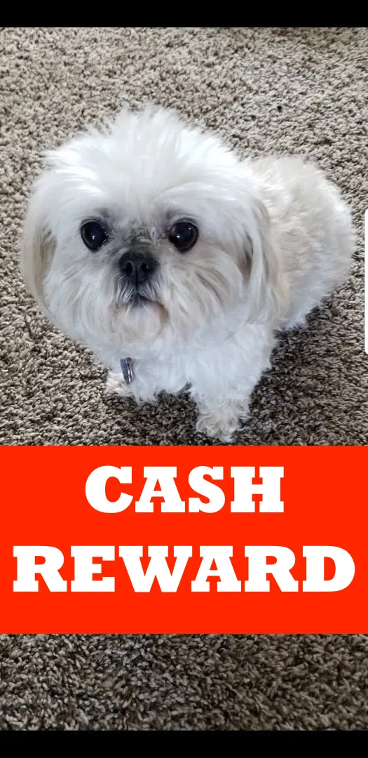 Lost dog in Elkhart, IN, 46517
