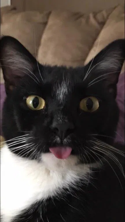 Lost cat in Minneapolis, MN, 55416