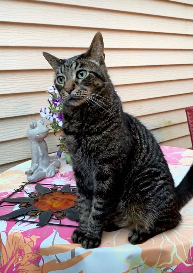 Lost cat in Waukesha, WI, 53186