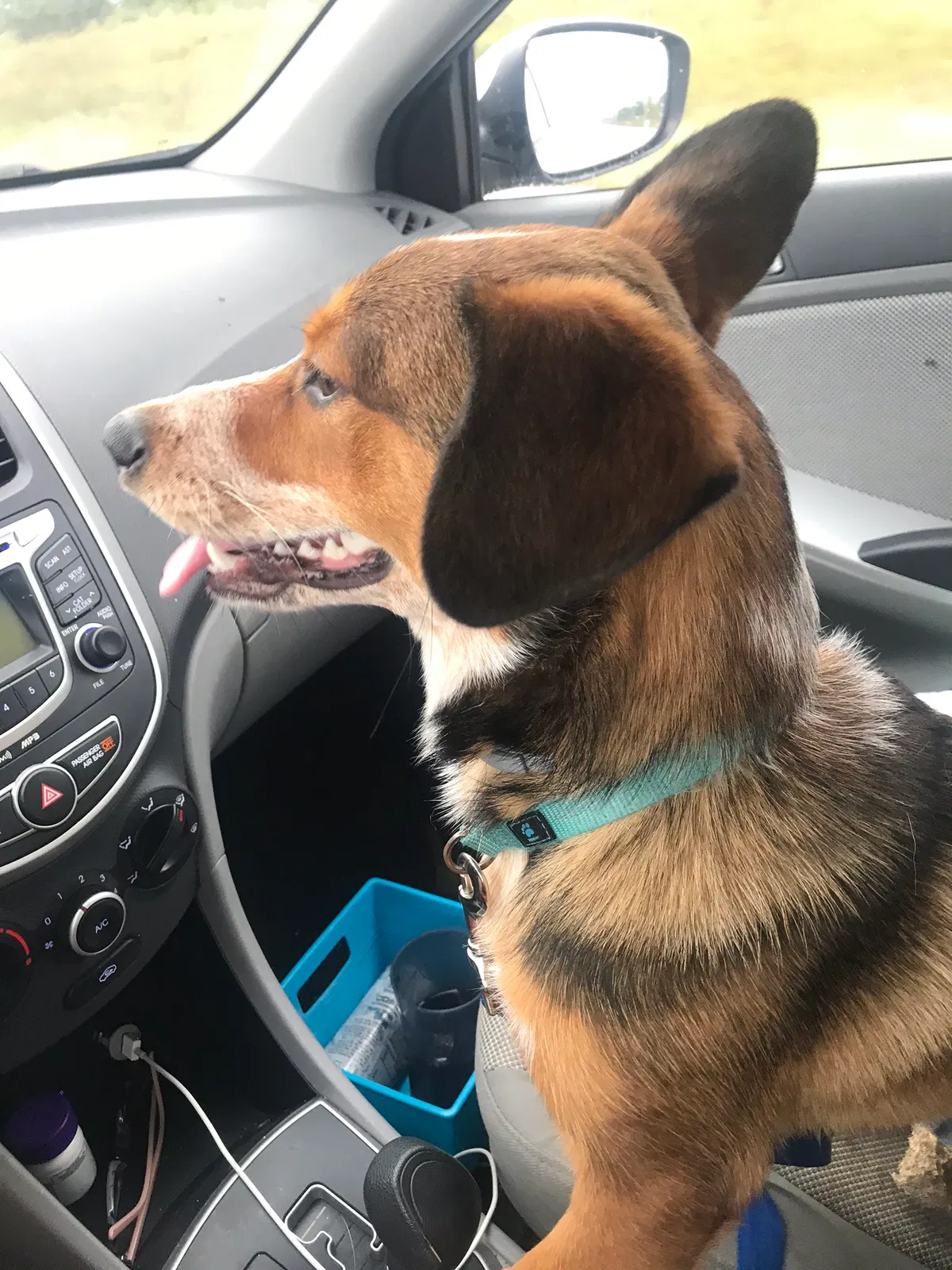 Lost dog in West Bend, WI, 53095