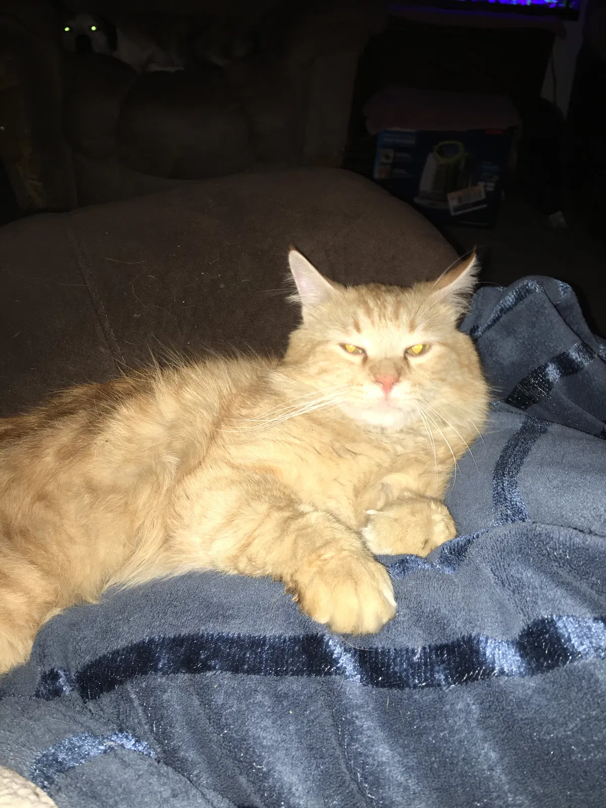 Lost cat in Odessa, TX, 79762
