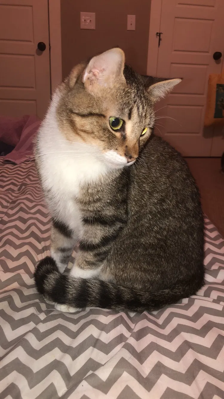 Lost cat in Jackson, TN, 38301
