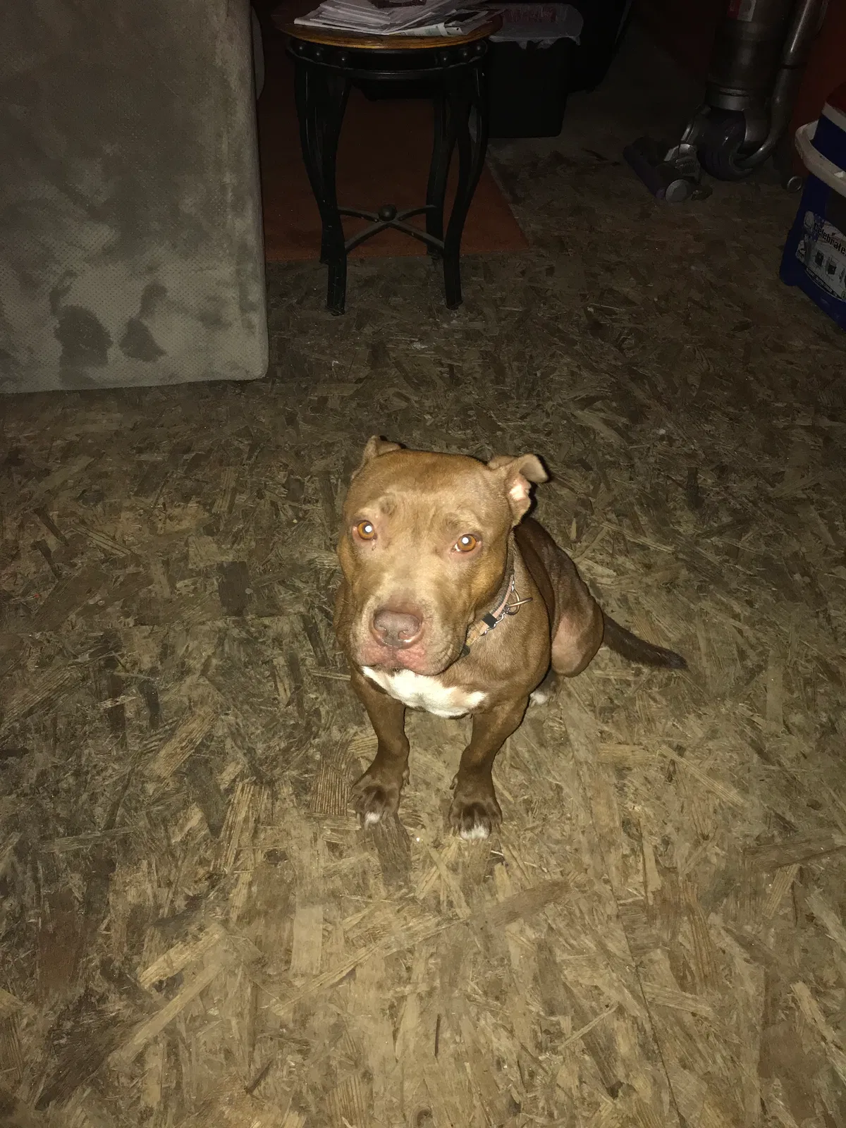 Lost dog in Gary, IN, 46406