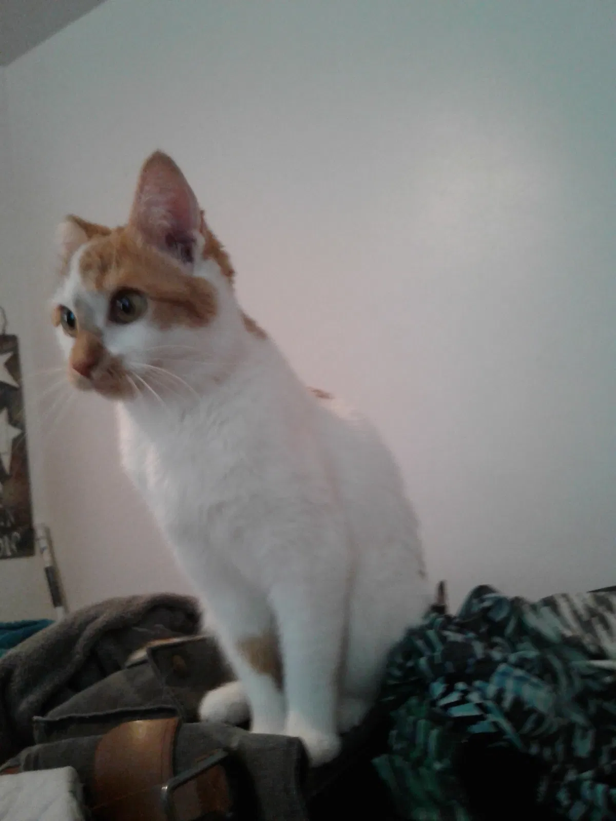 Lost cat in Chicago, IL, 60634
