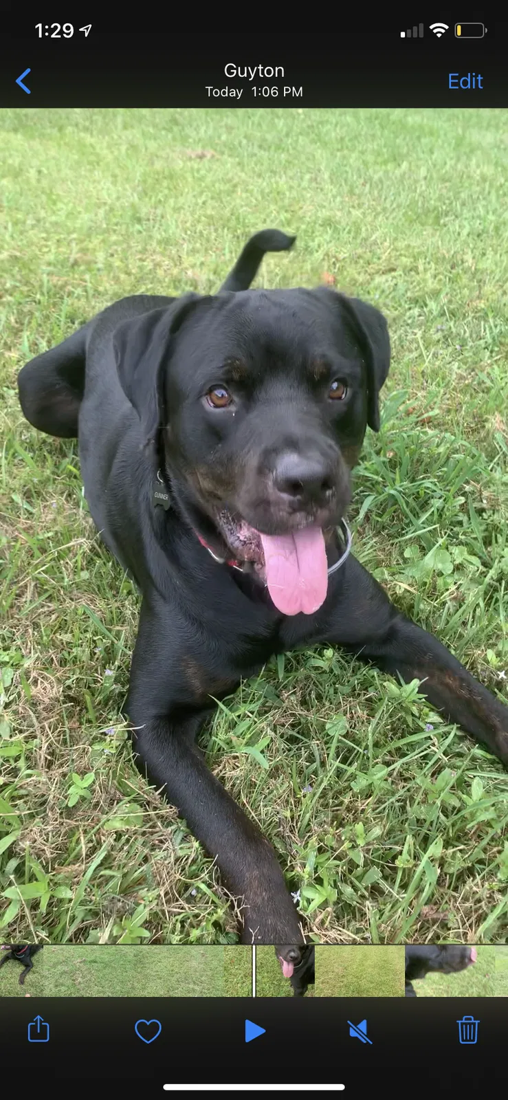 Lost dog in Guyton, GA, 31312