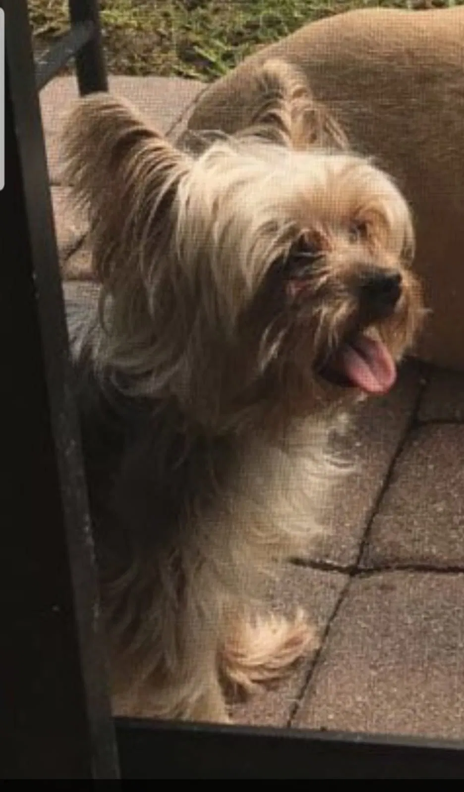 Lost dog in Saint Cloud, FL, 34772