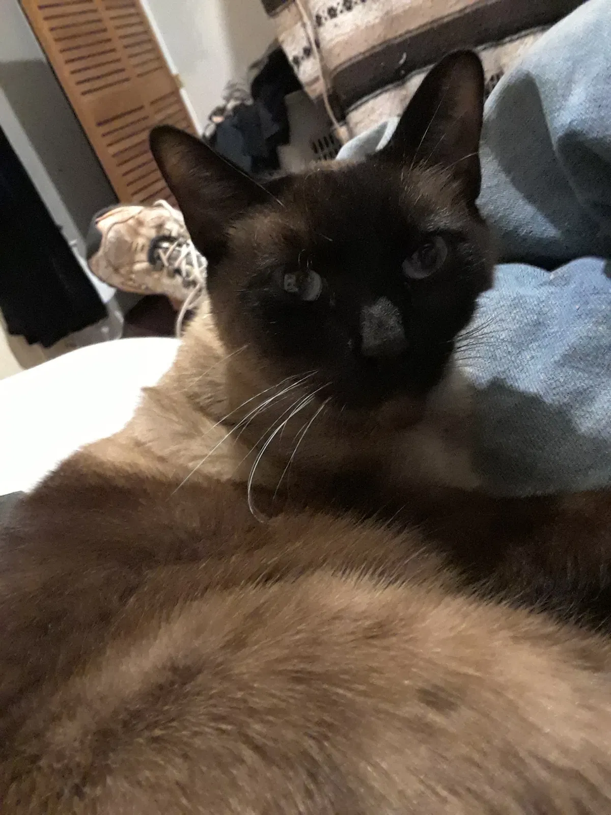 Lost cat in Oklahoma City, OK, 73110