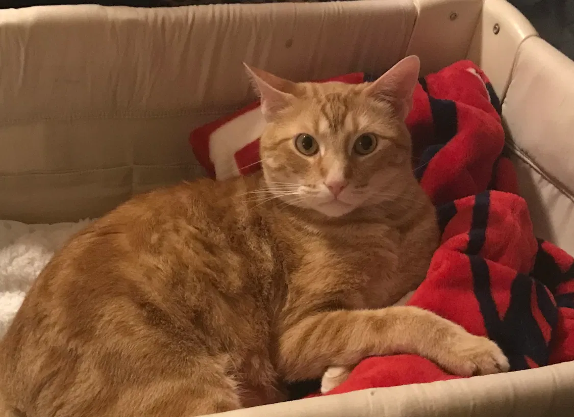 Lost cat in Collinsville, IL, 62234