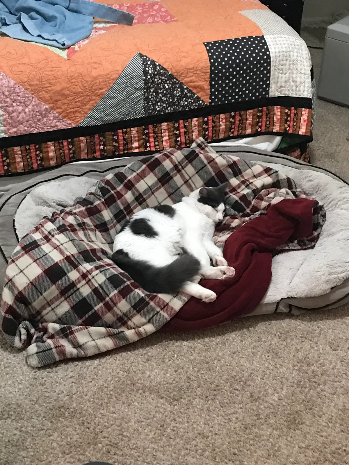 Lost cat in Phoenix, AZ, 85014