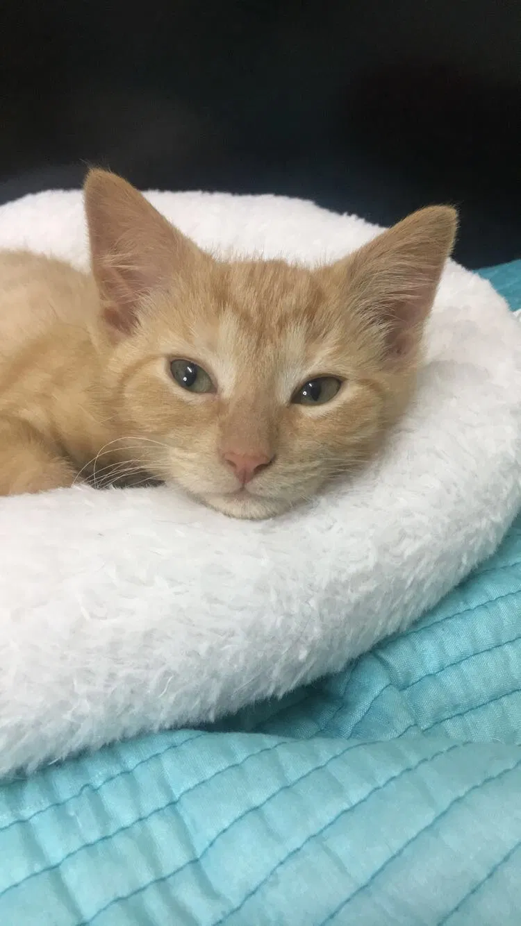 Lost cat in Chicago, IL, 60625