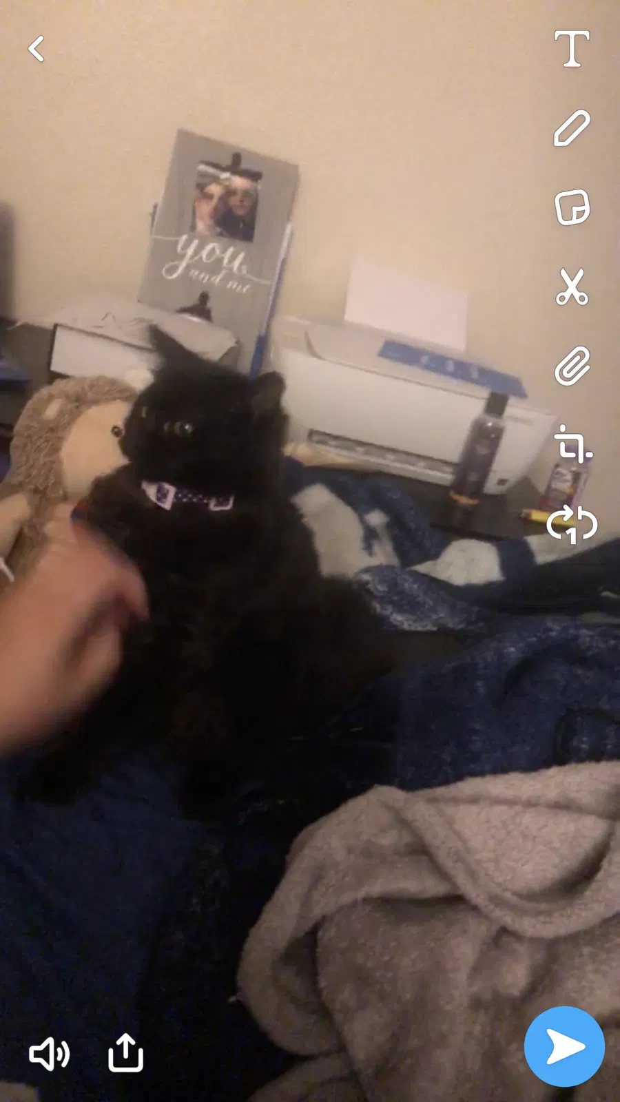 Lost cat in Everett, WA, 98204