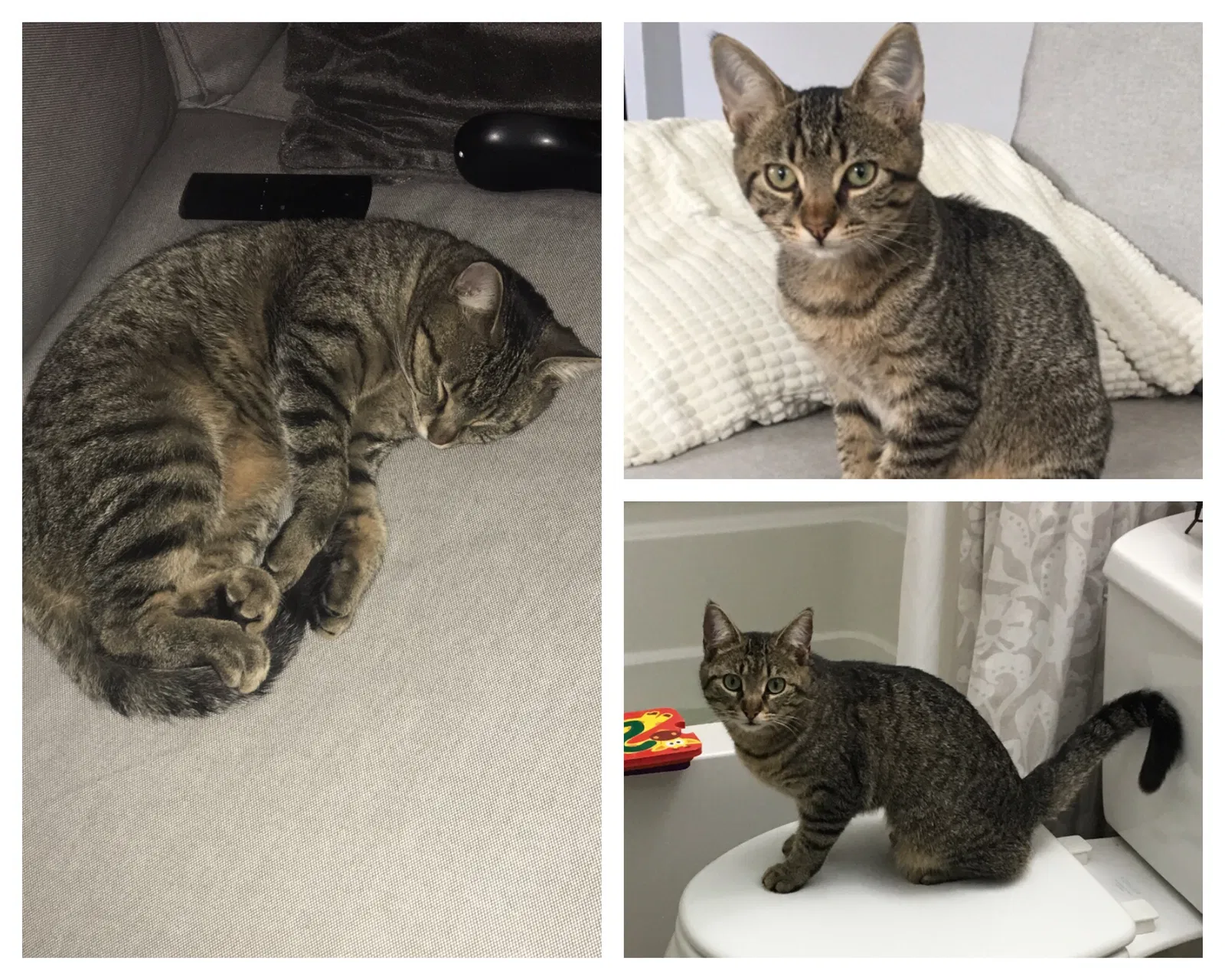 Lost cat in Saint Louis, MO, 63119