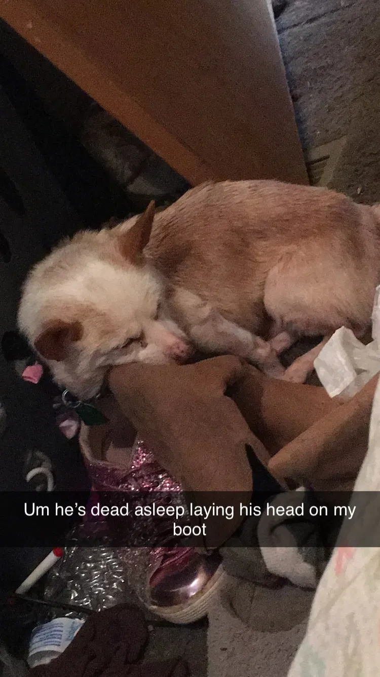 Lost dog in Shannon, NC, 28386