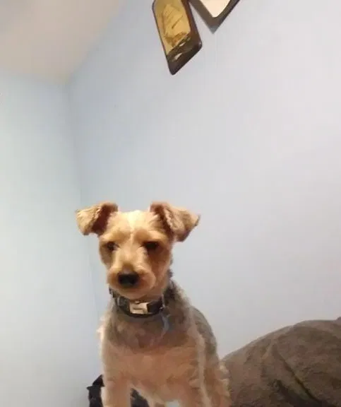 Lost dog in Brooklyn, NY, 11206