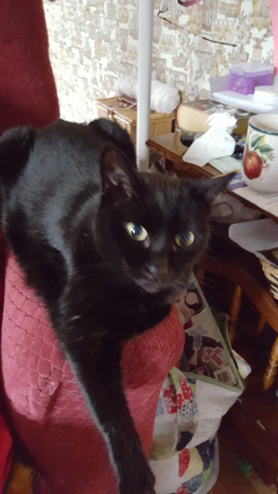Lost cat in Beverly Hills, FL, 34465