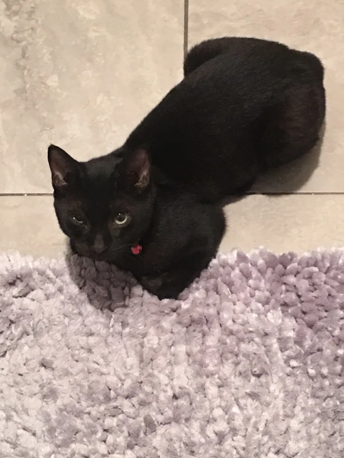 Lost cat in Laredo, TX, 78043