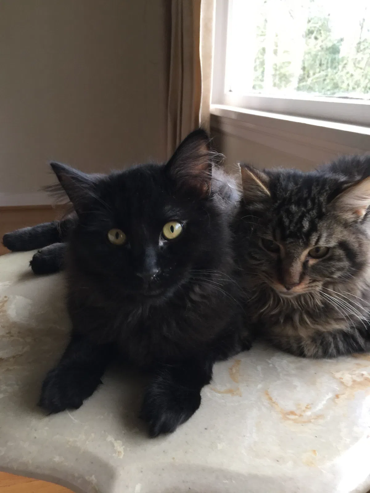 Lost cat in Portland, OR, 97225