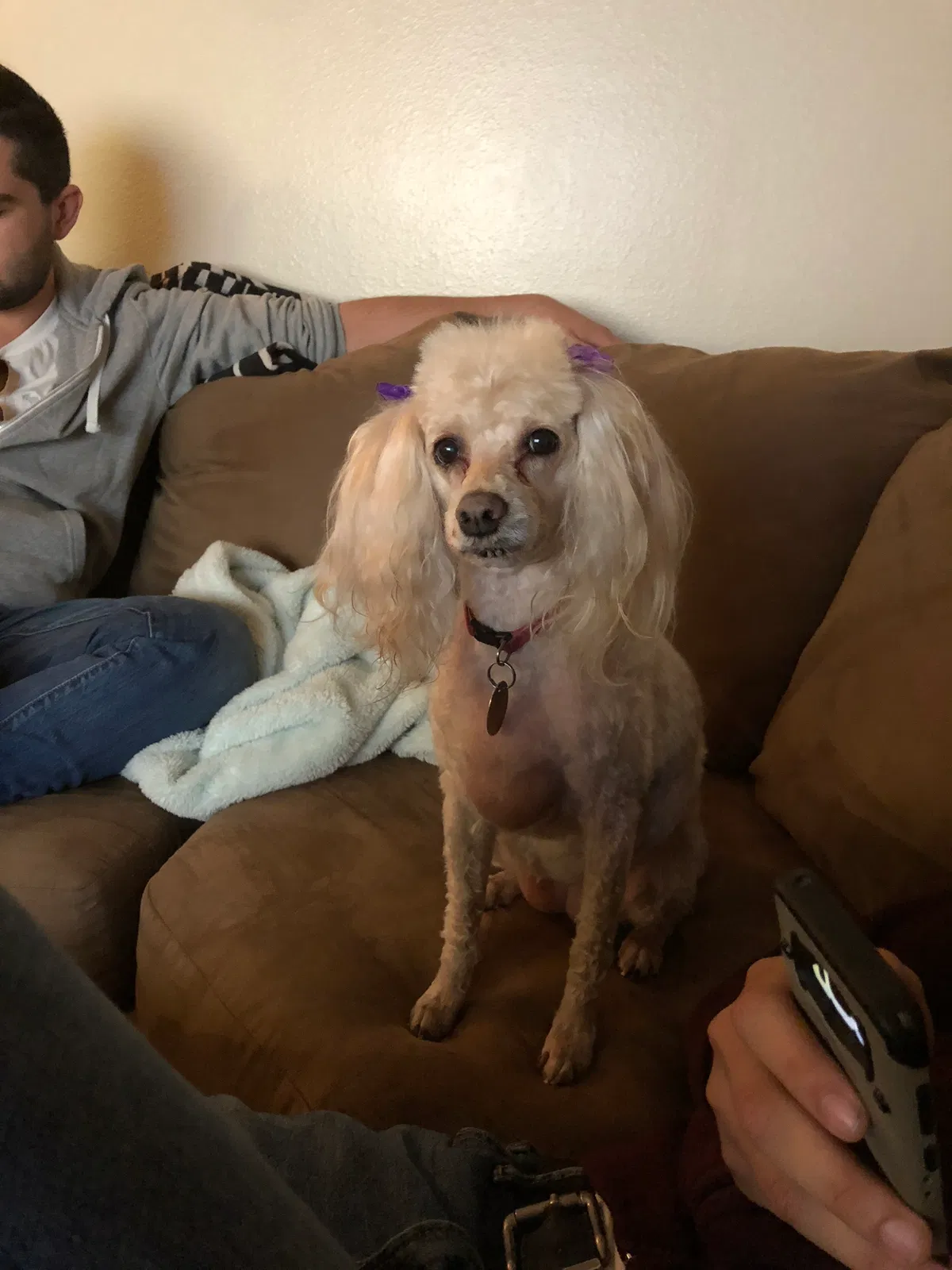 Lost dog in Tucson, AZ, 85706
