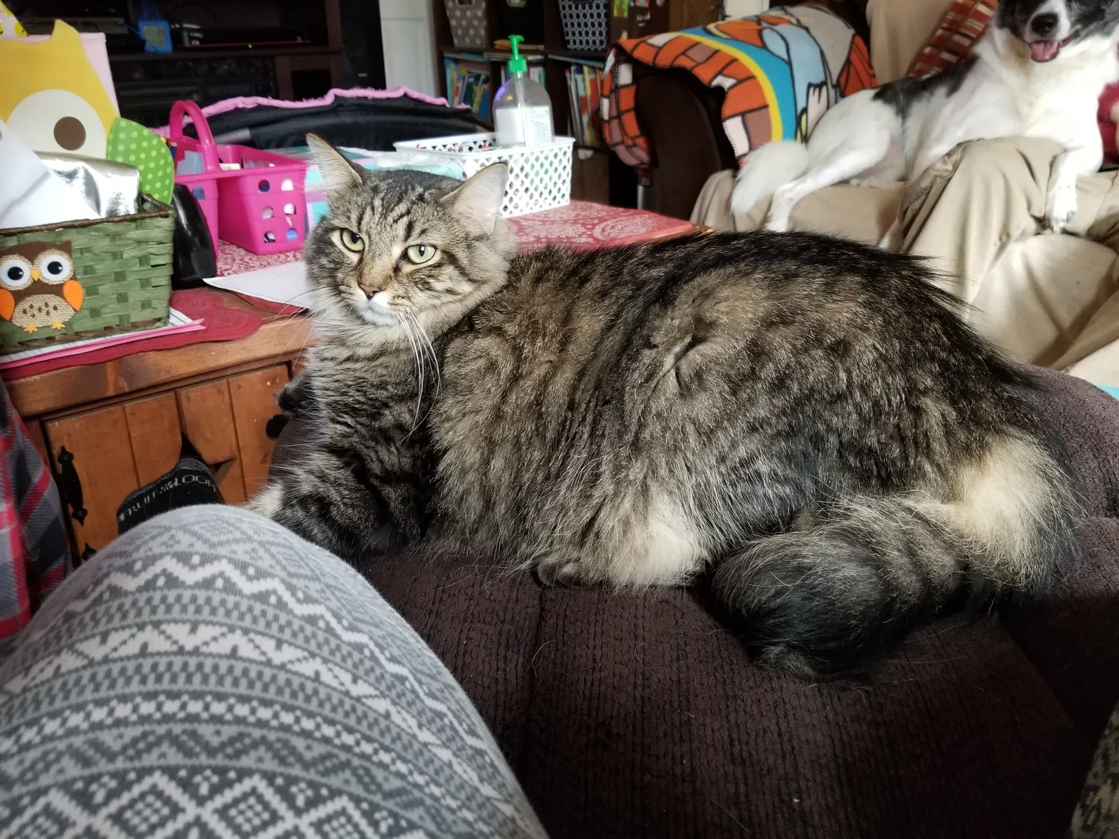 Lost cat in Erie, PA, 16503
