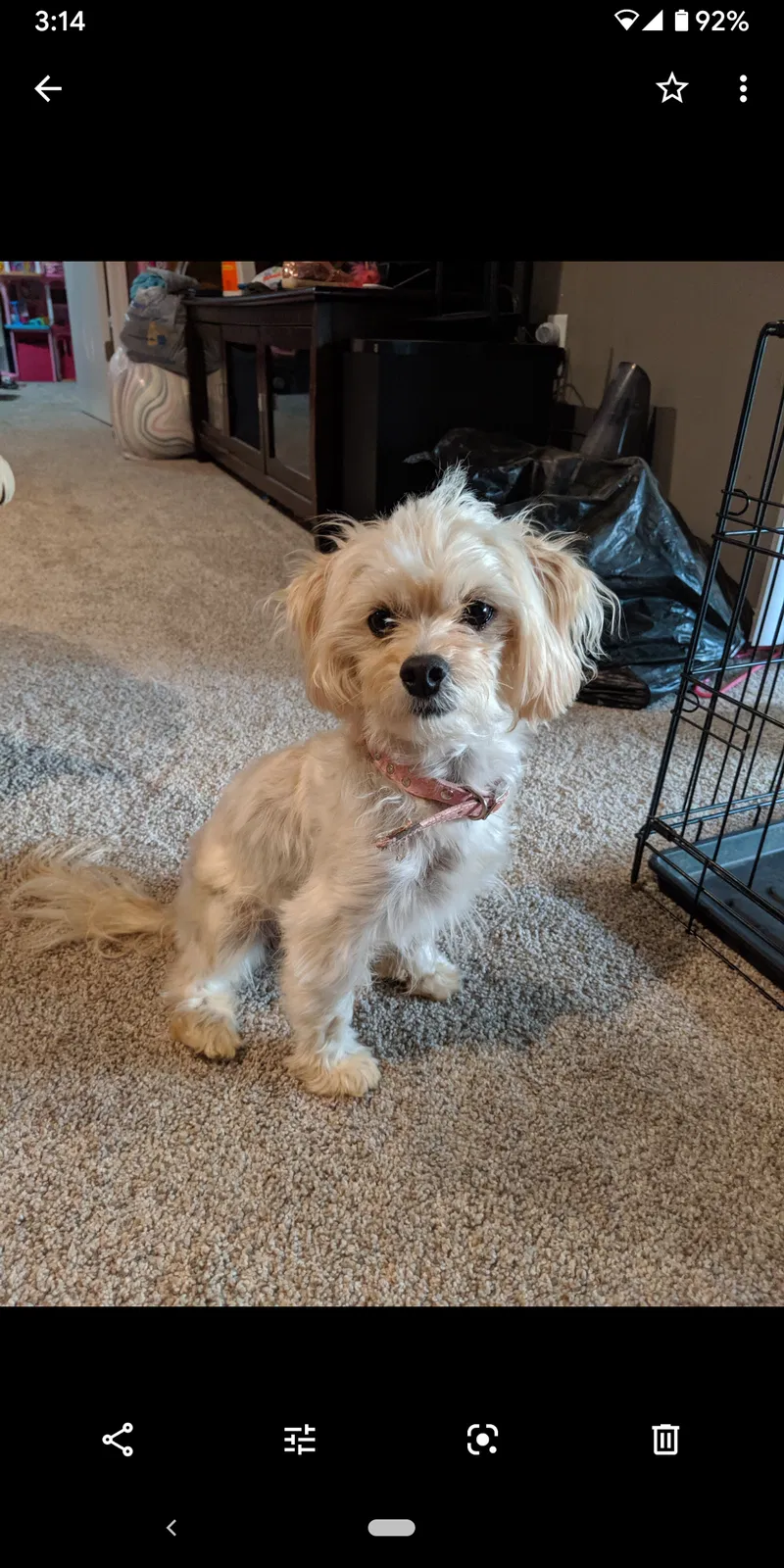 Lost dog in Springfield, MO, 65810
