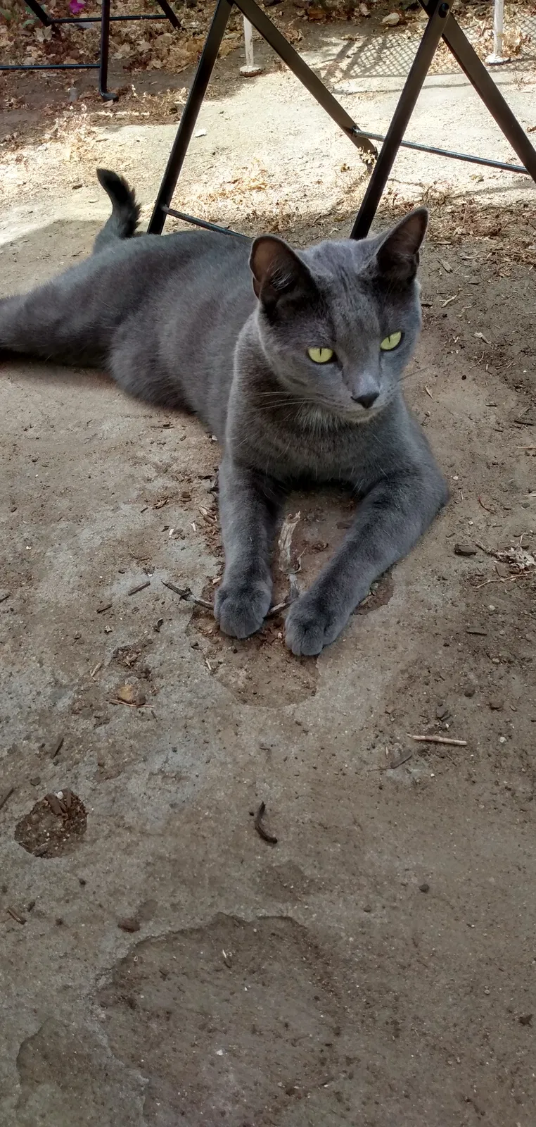 Lost cat in San Diego, CA, 92110