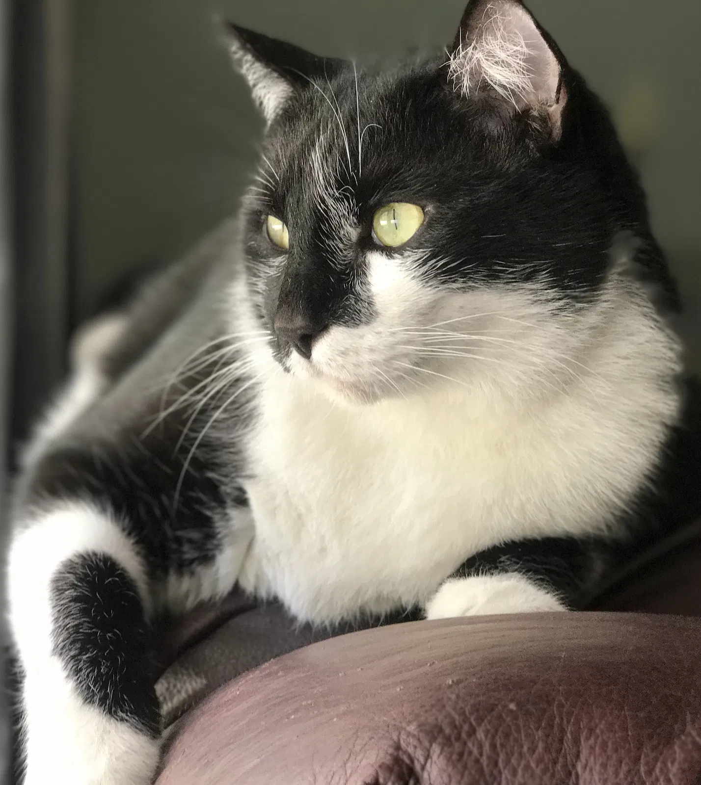Lost cat in Winter Springs, FL, 32708