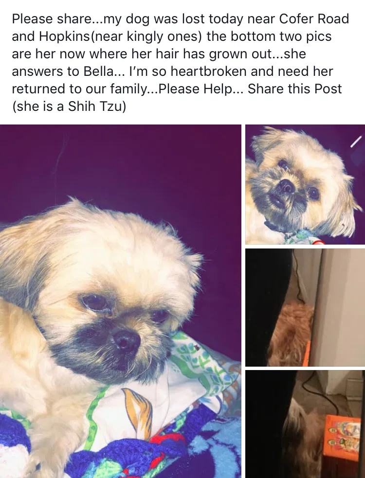 Lost dog in Richmond, VA, 23224