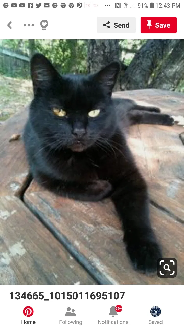 Lost cat in North Richland Hills, TX, 76180