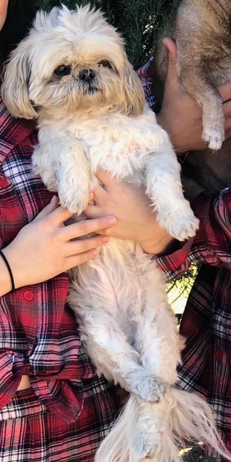 Lost dog in Canyon Country, CA, 91351