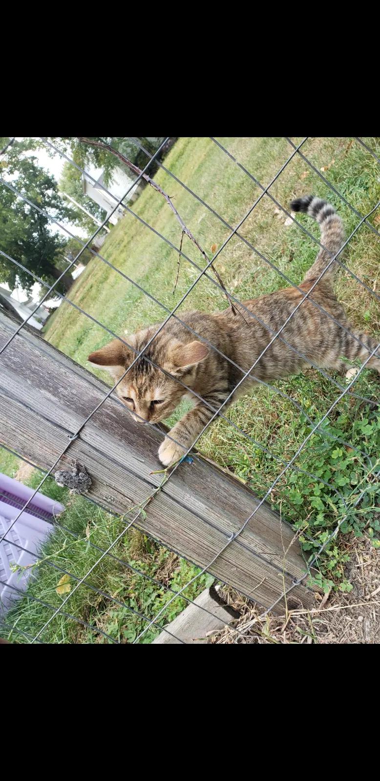 Lost cat in Saint Paris, OH, 43072